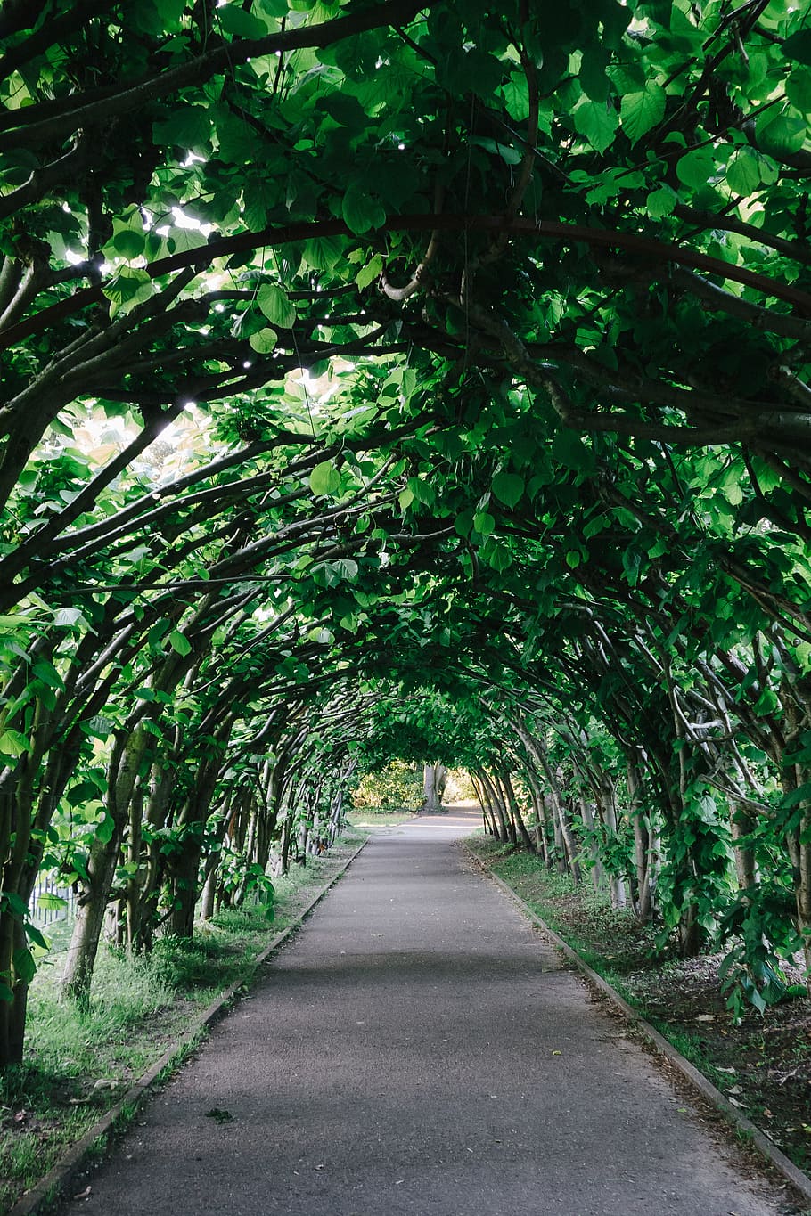 Garden gallery, nature, tree, footpath, outdoors, forest, green Color HD wallpaper