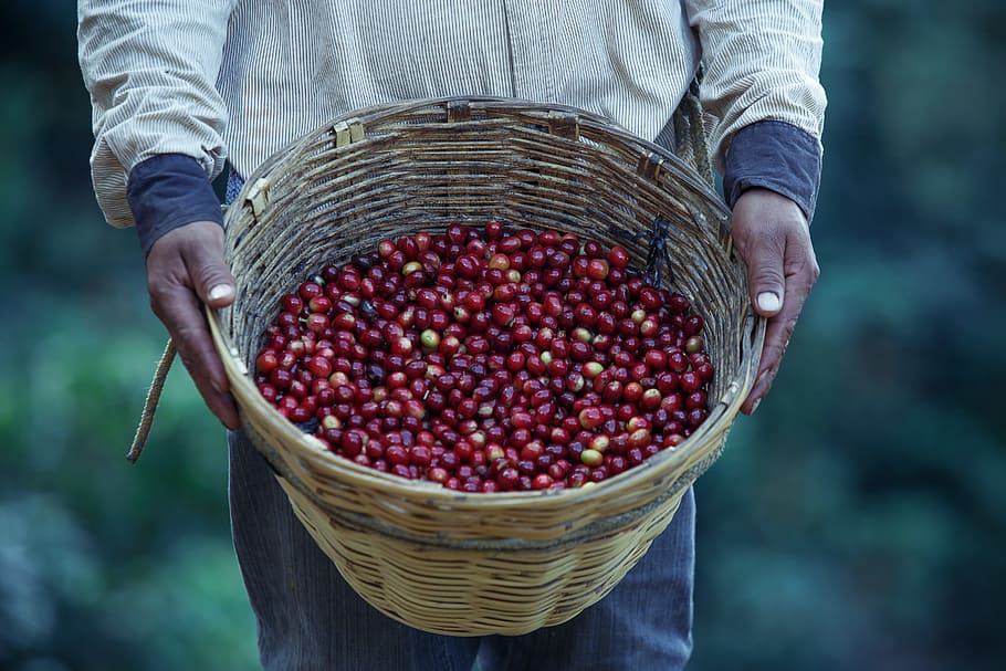 coffe, work, field, basket, food and drink, container, one person HD wallpaper