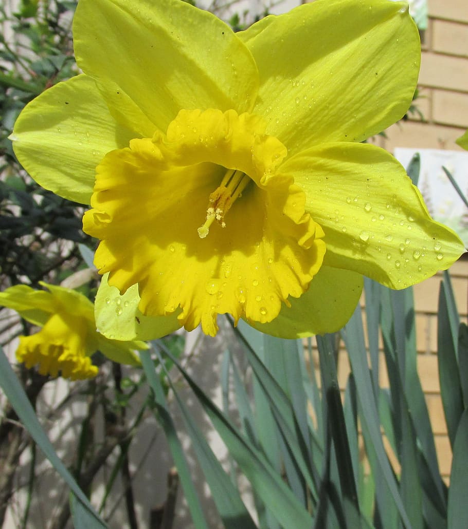 daffodil, close, up, flower, flowering plant, yellow, growth HD wallpaper