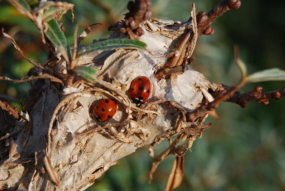 Ladybug, Pair, Nature, Wood, Love, Love, Green, couple, pairing HD wallpaper