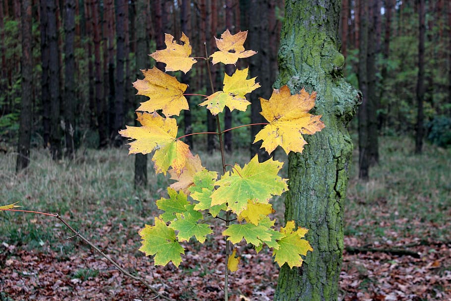 a young tree, clone, forest, foliage, colors, seasons of the year HD wallpaper