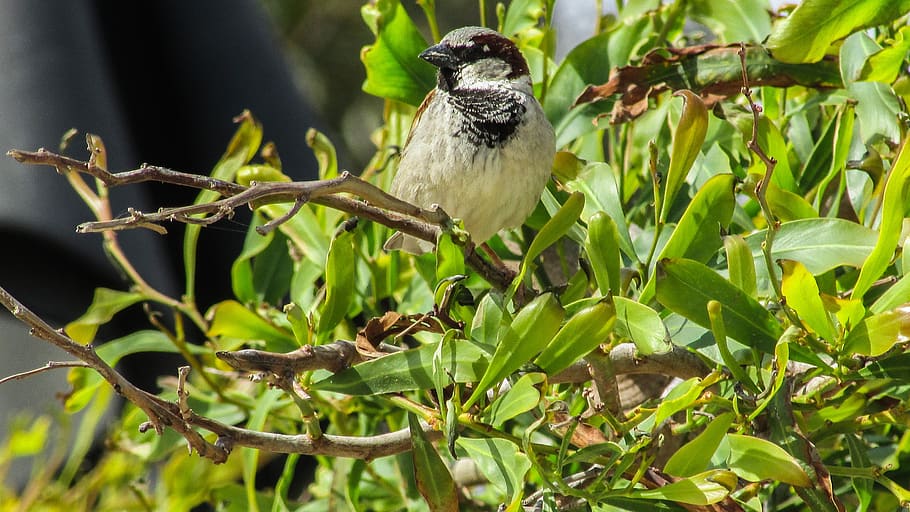 sparrow, tree, bird, sitting, spring, nature, animal themes HD wallpaper