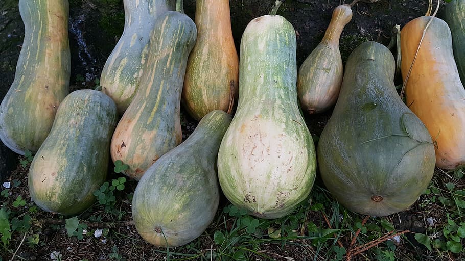 pumpkins, vegetables, food and drink, healthy eating, freshness HD wallpaper