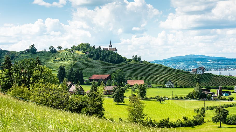 green grass field and houses, landscape, vines, chapel, wine HD wallpaper