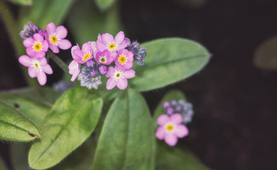 forget, spring, violet, flower, green, the background, flowers HD wallpaper