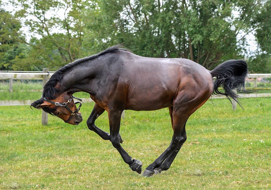 black and brown horse, grass, play, mammal, animal, animal themes HD wallpaper