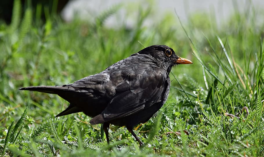 kos, worm, grass, bird, animal themes, animals in the wild HD wallpaper