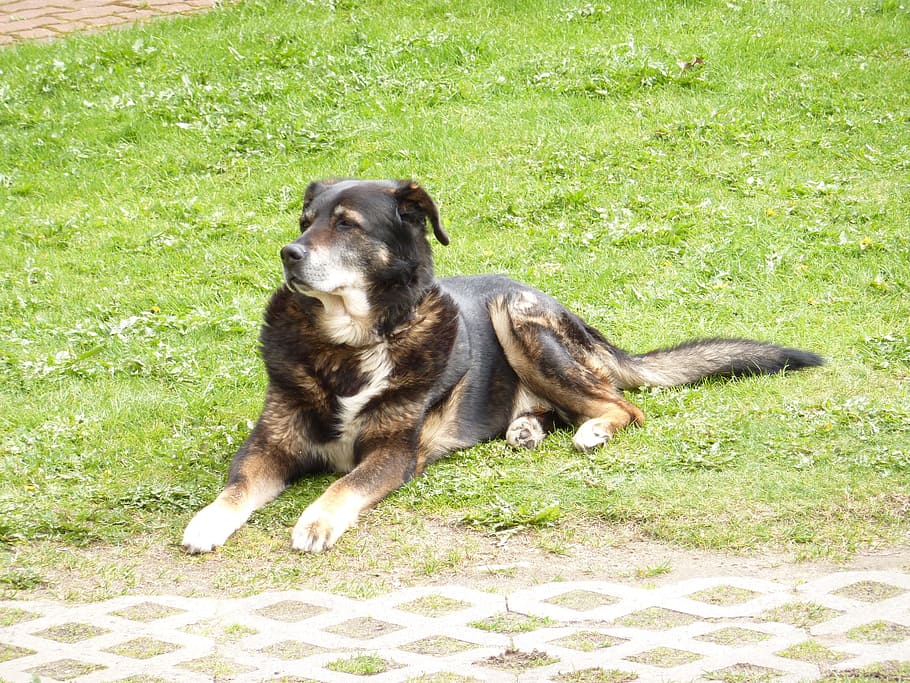 dog, bernese, mountain, berner, bernese mountain dog, old, veteran HD wallpaper