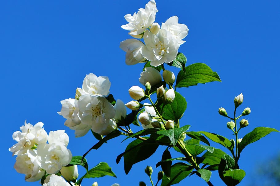 white flowers, jasmin, spring, blossom, bloom, nature, plant HD wallpaper