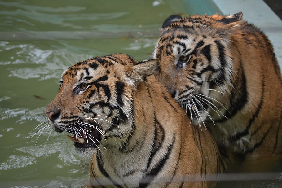 tiger, wild, thailand, animal, nature, wildlife, mammal, predator, HD wallpaper
