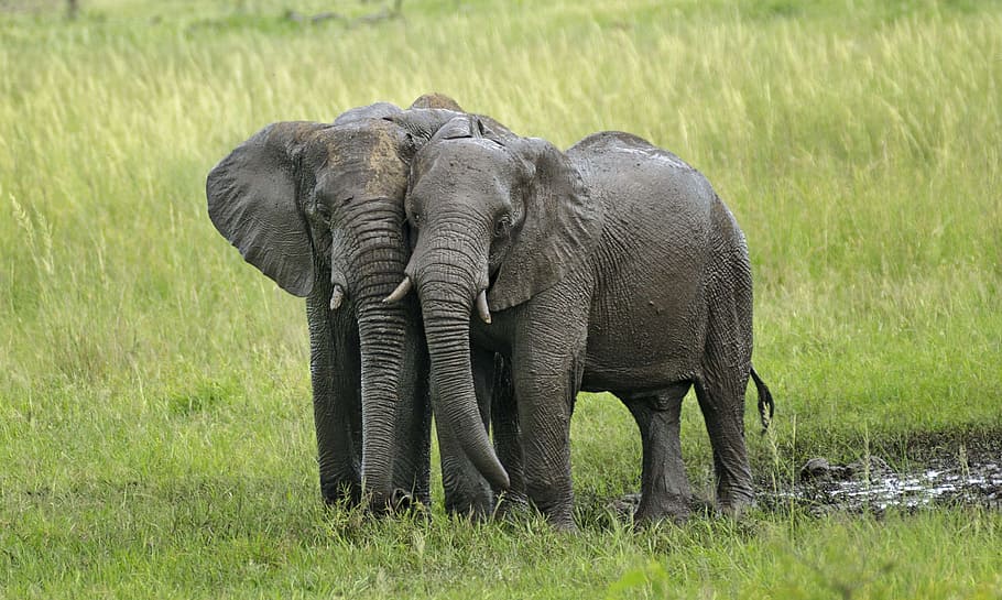 two gray elephants on green grass field, mud, ivory, savannah HD wallpaper