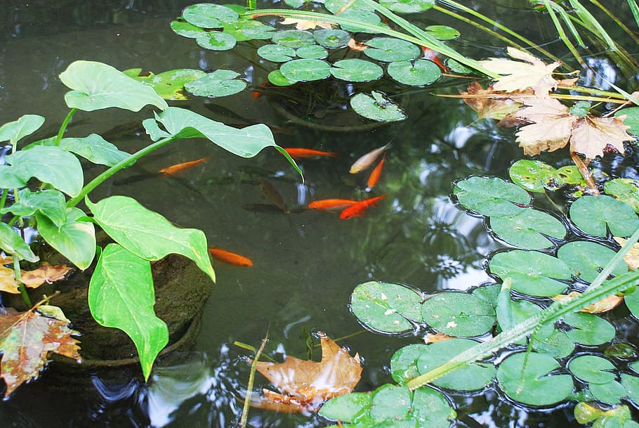 pond, red fish, botanical garden, reflection, tranquility, water HD wallpaper