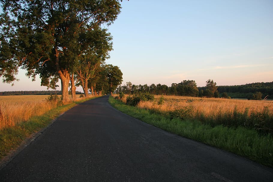 way, łeba, travel, tree, plant, direction, sky, the way forward HD wallpaper