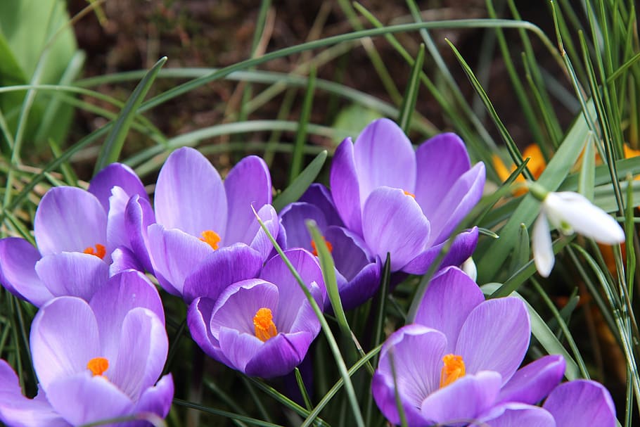 crocus, violet, flower, flowering plant, beauty in nature, vulnerability HD wallpaper