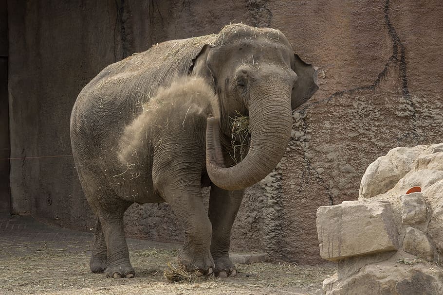 Elephant, Animals, Proboscis, Sand, one animal, animal themes HD wallpaper