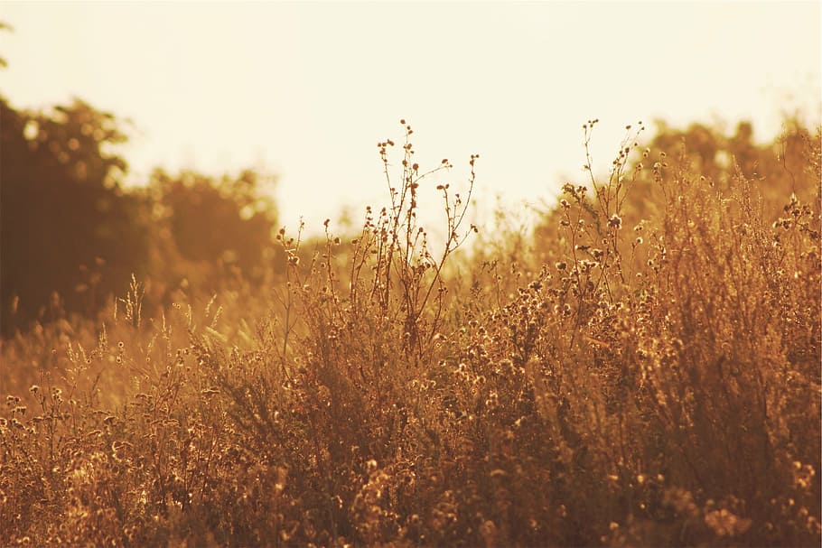 selective focus photography of brown grass, sepia, plants, fields HD wallpaper