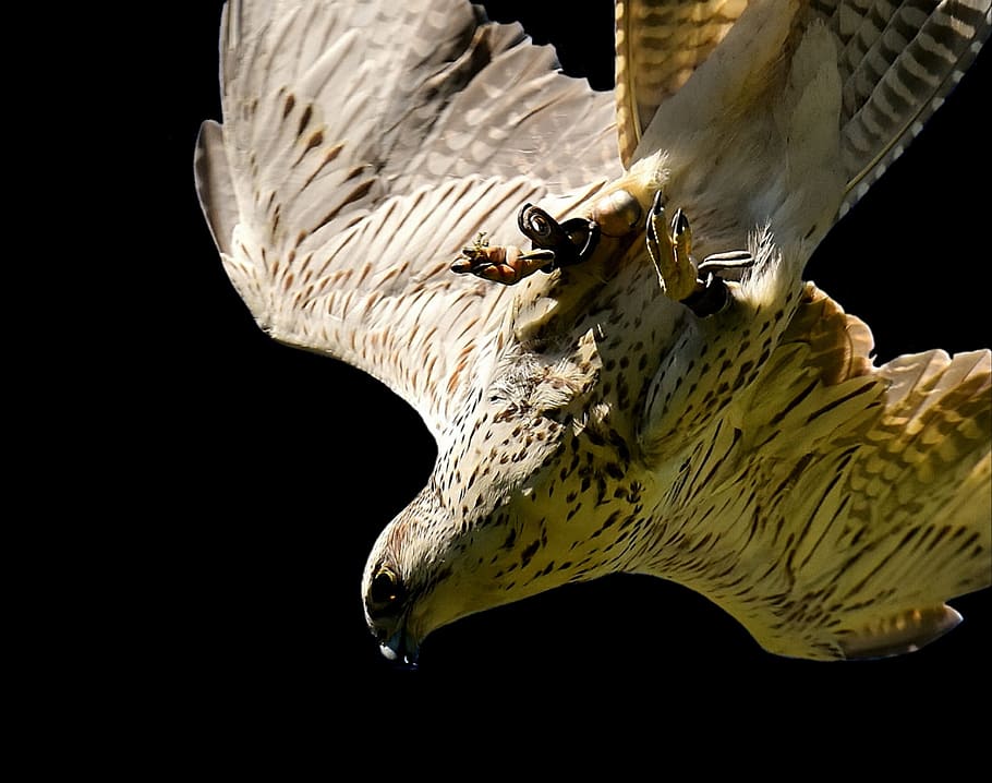 falcon, approach, prey, access, raptor, wild animal, feather HD wallpaper