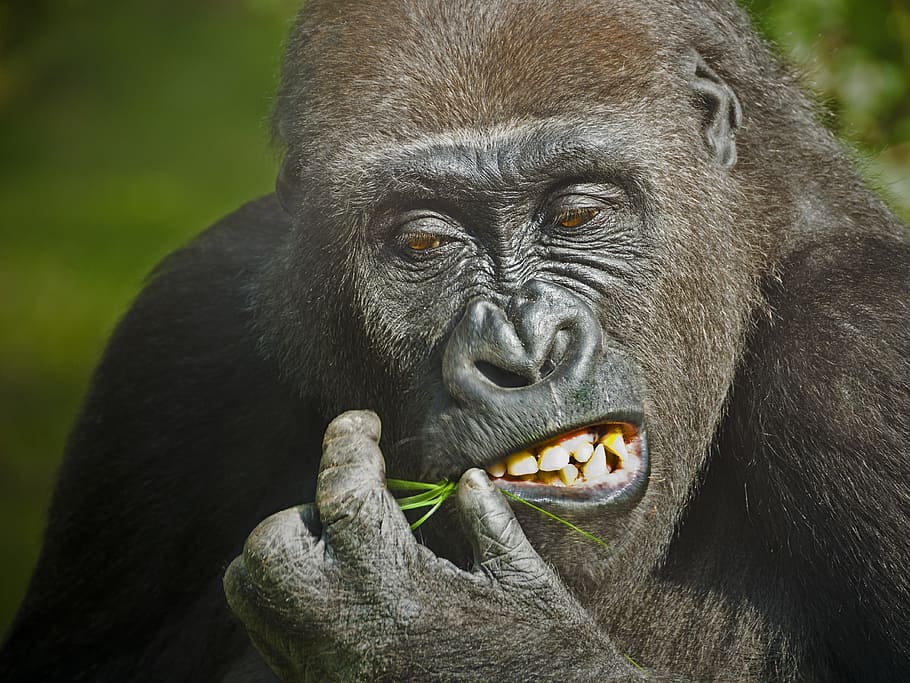 black gorilla eating grass, Monkey, Animal, Zoo, Hunger, boredom