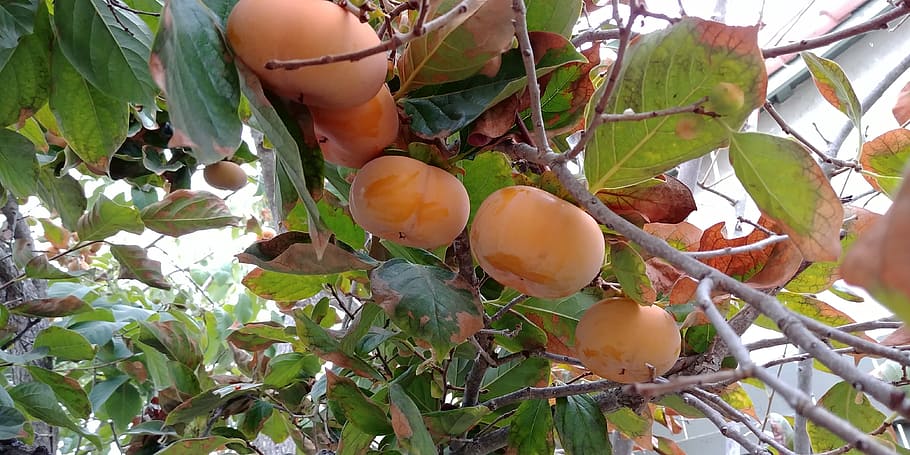 persimmons, fall, fruit, orange, season, nature, tree, plant HD wallpaper