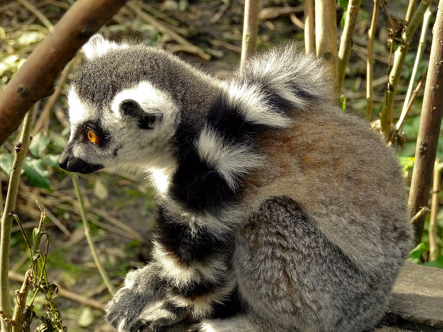 maki, lemure, monkey, primates, mammal, nature, watch, cute HD wallpaper