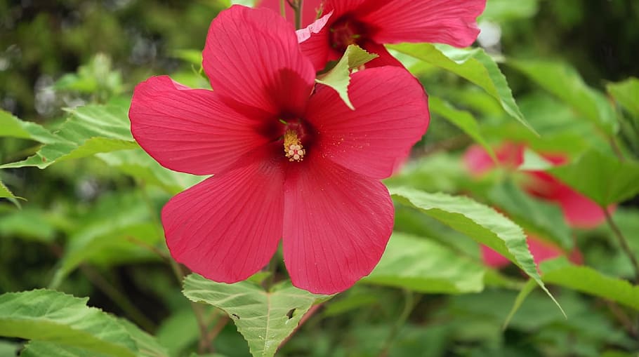 nature, flower, flora, leaf, garden, petal, blooming, summer HD wallpaper
