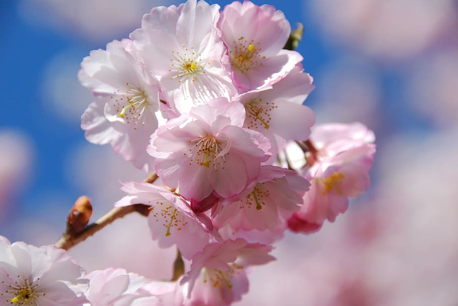 cherry blossom, spring, flowering trees, flowering plant, beauty in nature HD wallpaper