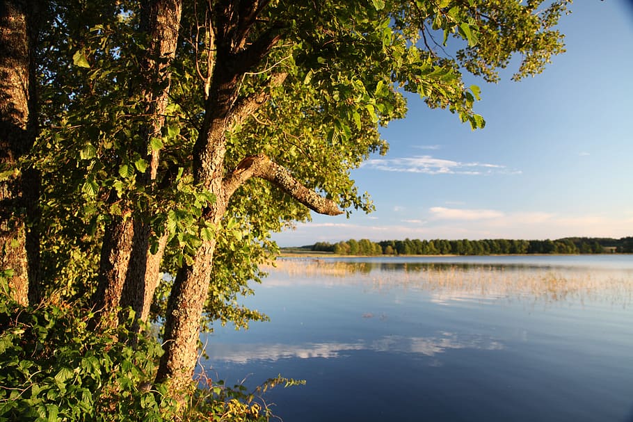 Tree, Water, Beach, Nature, Lake, summer, tranquil scene, scenics HD wallpaper