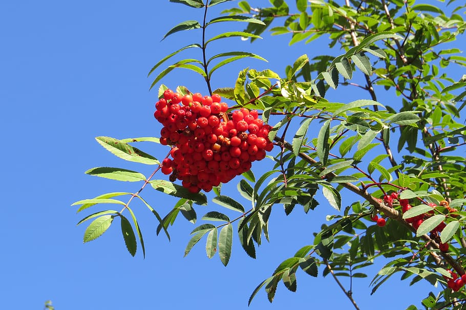 nature, tree, fruit, leaf, healthy eating, red, plant, food and drink HD wallpaper