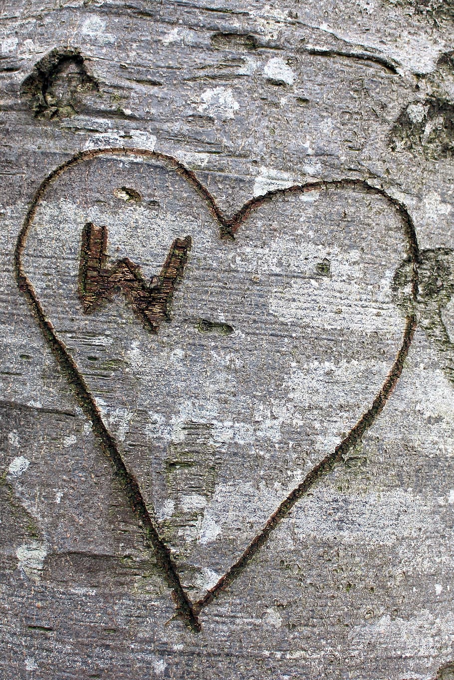 tree, carved, name, symbol, engraved, eingeritzter tree, tree bark HD wallpaper