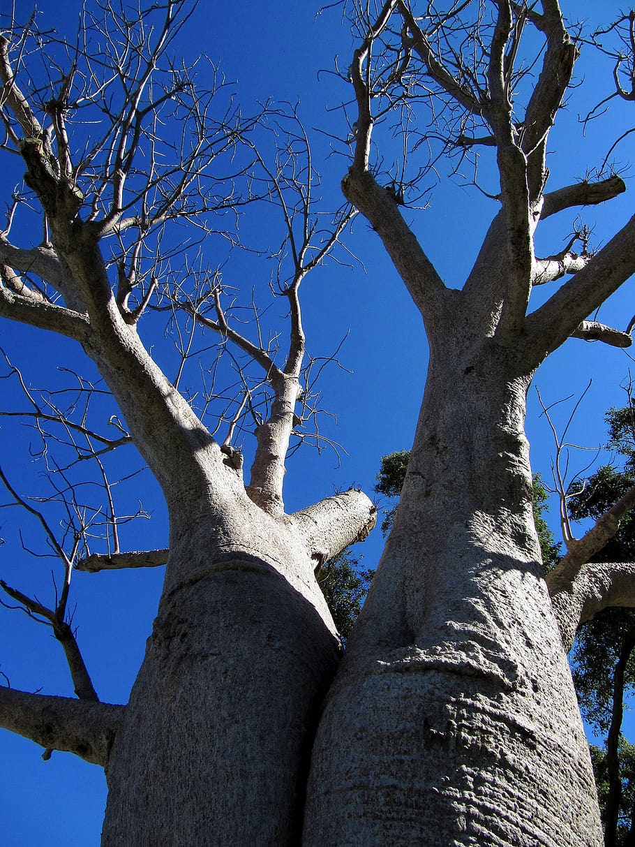 trees, large, sky, baobob, unique, pair, side by side, nature HD wallpaper