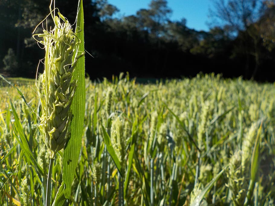 cornfield, wheat, plant, growth, nature, agriculture, green color HD wallpaper