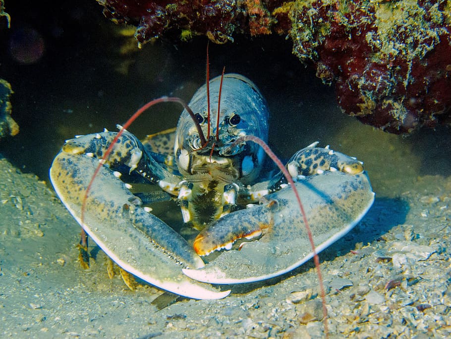 lobster on body of water, diving, croatia, animal themes, crustacean HD wallpaper