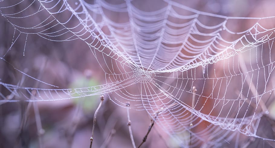 White Spider Web in the Forest during Faytime, blur, close-up HD wallpaper
