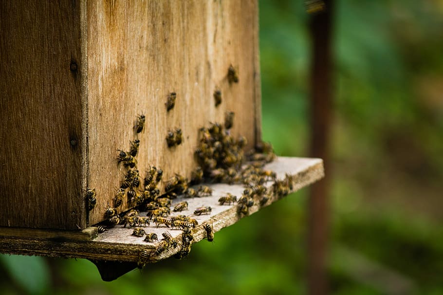 Beekeeping, Insect, Honey Bee, bees, worker, beehive, box, wood