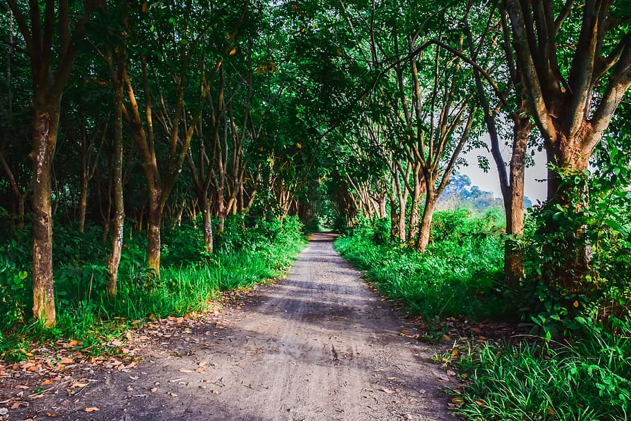 nature, pa, the forests, tree, green, by nature, thailand, relax HD wallpaper