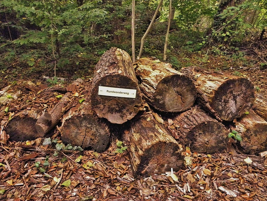 tree trunks, directory, nature, ailing, signpost, shield, hiking HD wallpaper