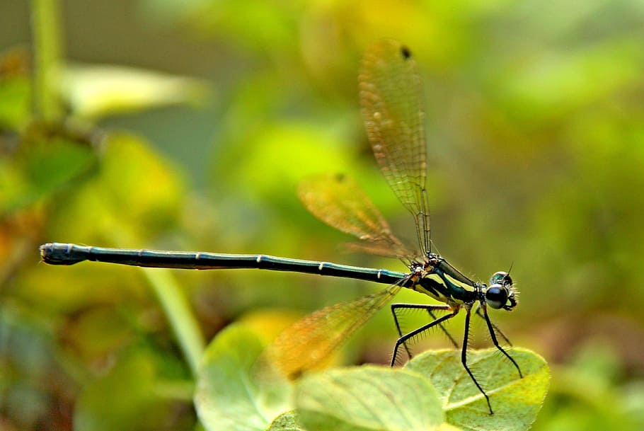 insect, bug, dragonfly, invertebrate, animal themes, animal wildlife HD wallpaper