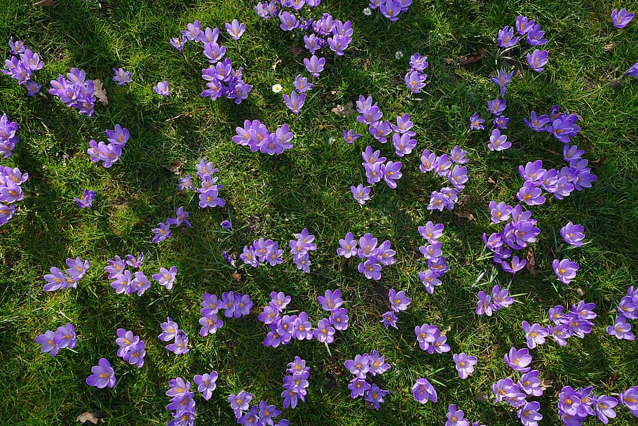 Crocus, Flower, Meadow, flower meadow, flowers, blütenmeer, HD wallpaper
