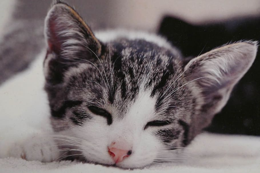 cat, sleep, young, mammal, animal themes, domestic, pets, one animal HD wallpaper