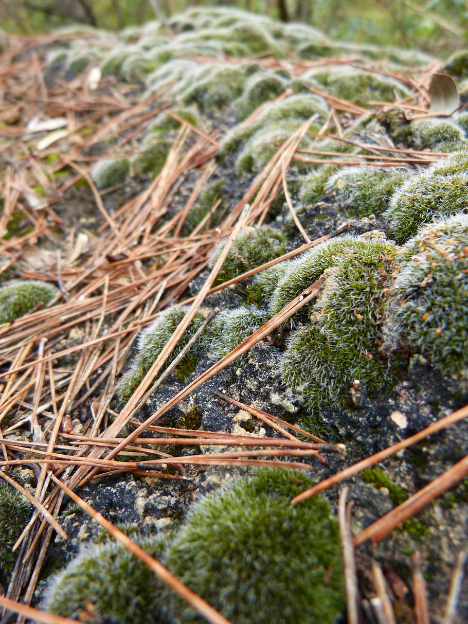 rock, lichen, moss, pinnace, plant, growth, selective focus HD wallpaper