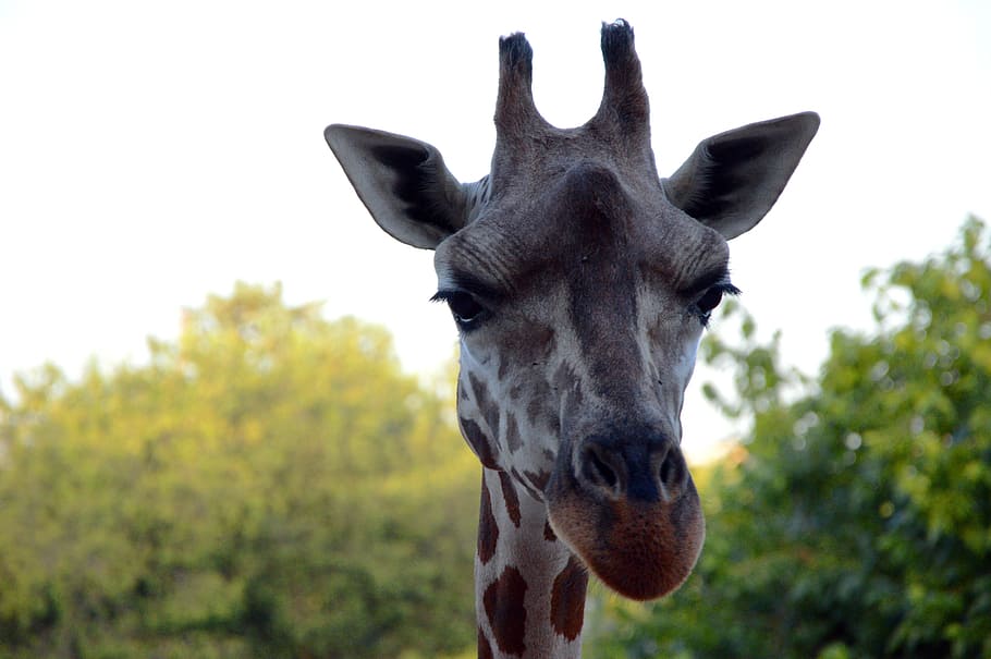 Giraffe, Head, Zoo, Animal, Nature, giraffes, safari, africa