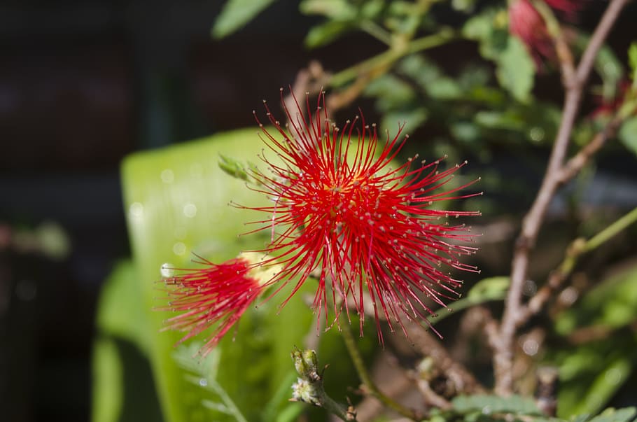 macro, affix, flower, nature, flowers, plants, 꽆 leaf, makro HD wallpaper