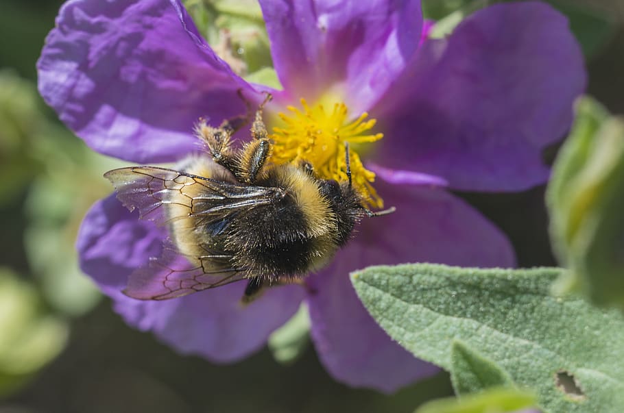 fauna, campestre, bee, flowering plant, petal, beauty in nature HD wallpaper