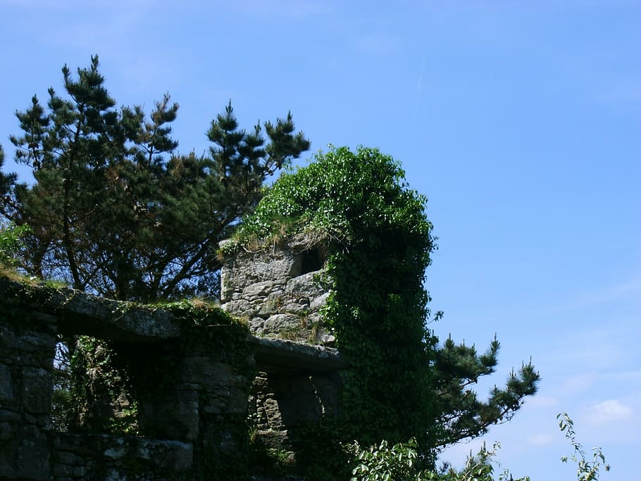Castle, Wall, Overgrown, Ruin, castle wall, tree, pine tree HD wallpaper