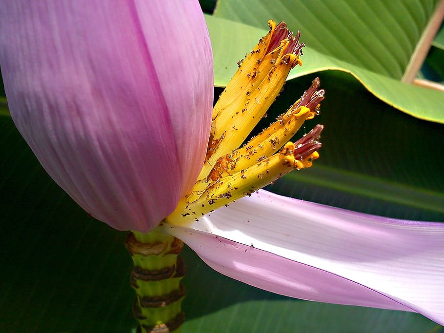 bee, banana tree, garden, plant, flower, flowering plant, beauty in nature HD wallpaper