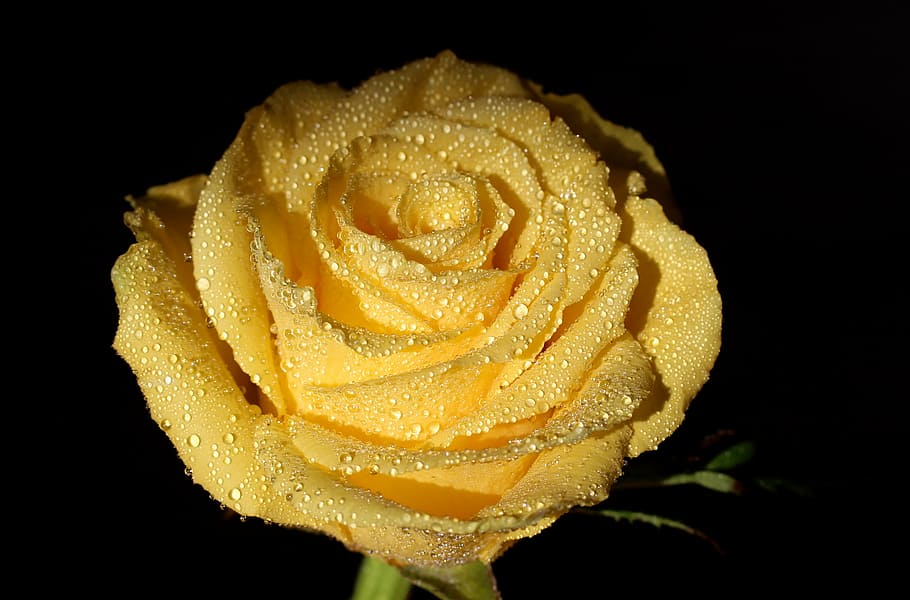 close-up photo of yellow rose flower, dew, drops, petals, black background HD wallpaper