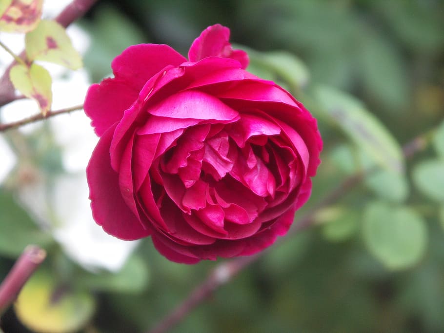 flower, rose, red, blooming, blossom, romantic, petals, fresh HD wallpaper