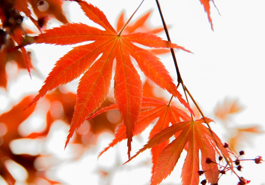 leaf, red leaves, maple, plant, beauty in nature, autumn, close-up HD wallpaper