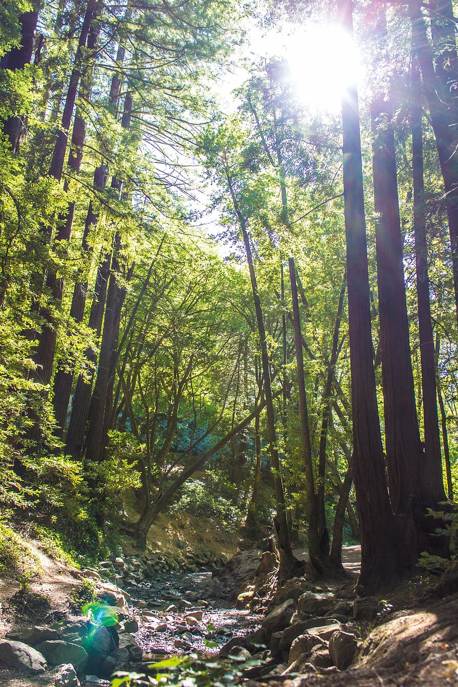forest, natural, brook, sol, green, light, trees, sunlight HD wallpaper