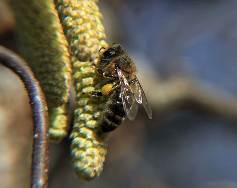 Wasp, Bee, Flowers, Nectar, Close, insect, collect nectar, pollen HD wallpaper